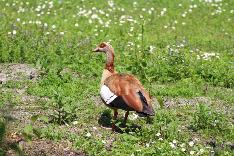 Alopochen aegyptiaca