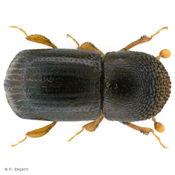 Xylosandrus germanus