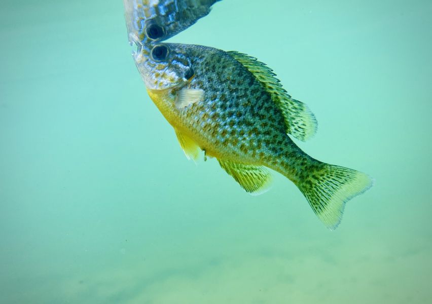 Lepomis gibbosus