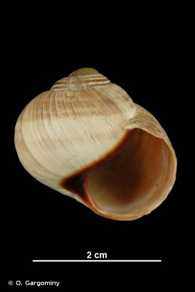 Helix melanostoma