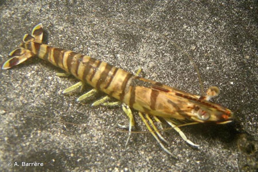 Penaeus japonicus